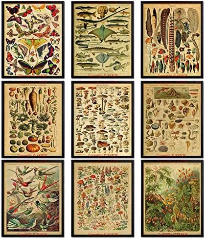 AKBOK Régi Botanikus Poszter Pillangó Plakátok Virág Diagram Poszter Azonosító Oktatás Poszter Haza Nappali, Hálószoba Wall Art Dekor keret