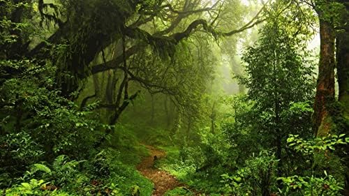 Ködös Erdő Háttér, PVC Statikus Ragaszkodnak Terrárium Hátteret Kétéltű vízi Élet, a Trópusi Esőerdő Téma Háttérkép Tartós Poszter, Matricák,