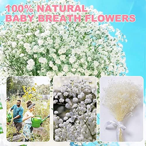 Szárított Virágok fátyolvirág Csokor - 3000+ Tiszta Fehér Szárított babáknak valók Levegőt Ömlesztett, 17 Igazi Gypsophila