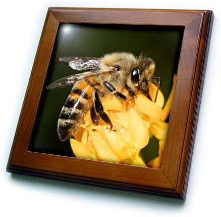 3dRose USA-ban, Kaliforniában. Mézelő méh a Virág. 6 6 cm Dekoratív Csempe, 8x8-as Keretbe, Tiszta
