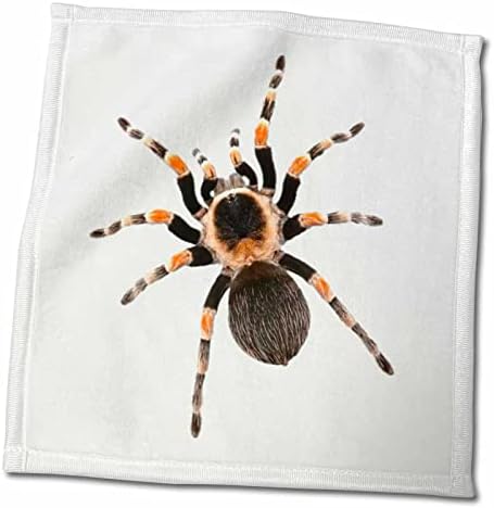 3dRose tarantula kép hatalmas szőrös pókot a fehér háttér - Törölköző (twl-201874-3)