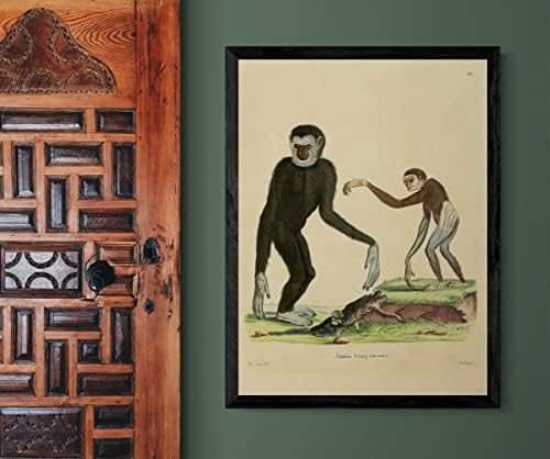 Lar Fehér Kézzel Gibbon Emberszabású Majom Régi Élővilág Osztályteremben Irodai Dekoráció Állattan Antik Illusztráció képzőművészeti