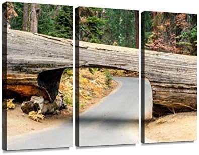 földúton keresztül redwood fák az erdőben sequoiass, képek Falat Borító Exkluzív Fotózás Vintage Absztrakt Festmények, Nyomtatás,