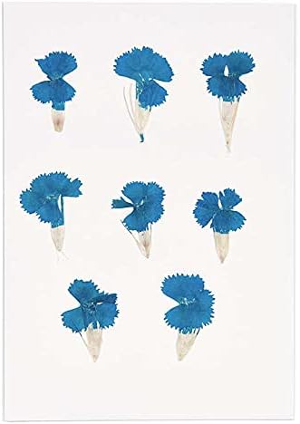 Rico Design Dianthus cinese blu essiccato e pressato