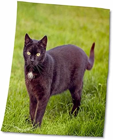 3dRose Andrea Haase Állatok, Fotózás - Csinos fekete macska a zöld fű - Törölköző (twl-262992-3)