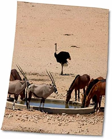 3dRose Wildlife a Garub víz, Namíb-Naukluft NP, Namíbia, Afrika. - Törülközők (twl-187822-3)
